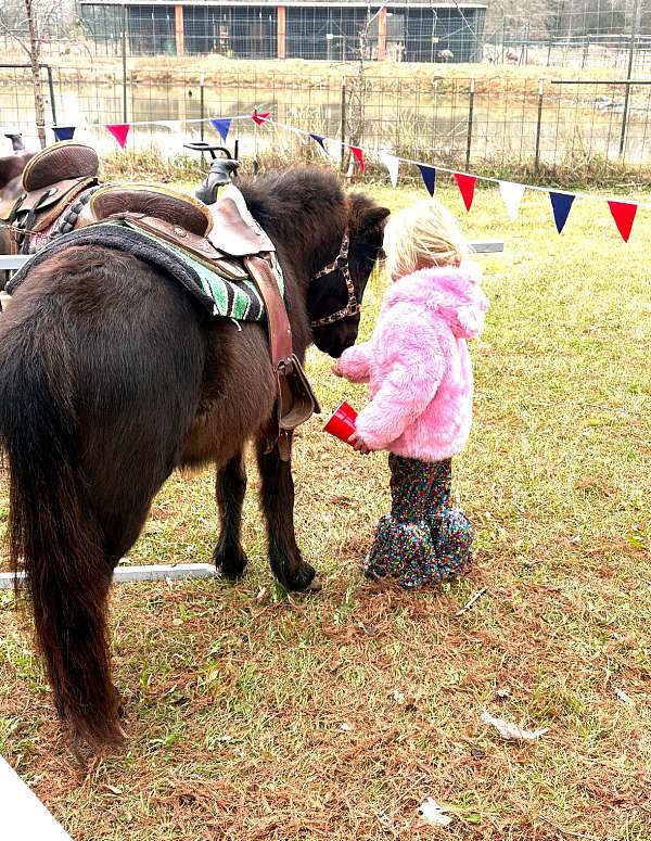 stallion-pony