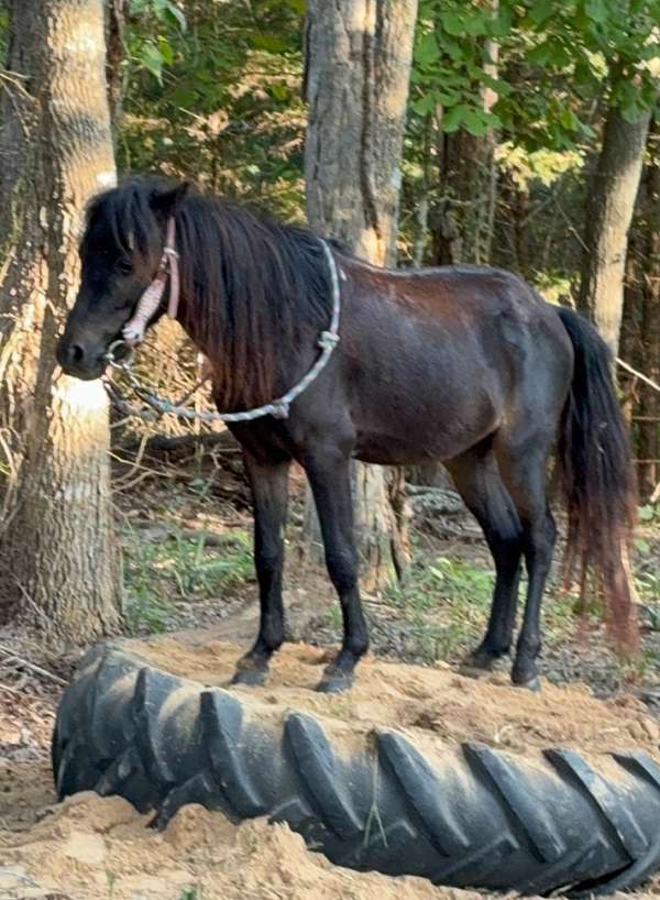miniature-pony-for-sale