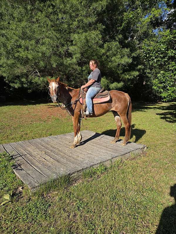 appaloosa-horse