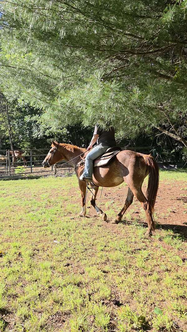 mare-appaloosa-horse