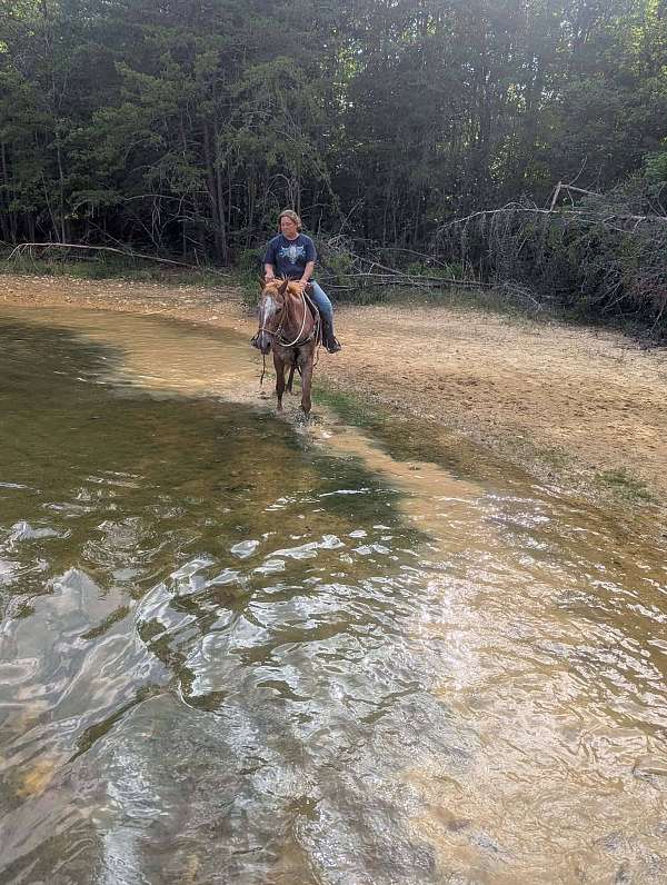 quiet-appaloosa-horse