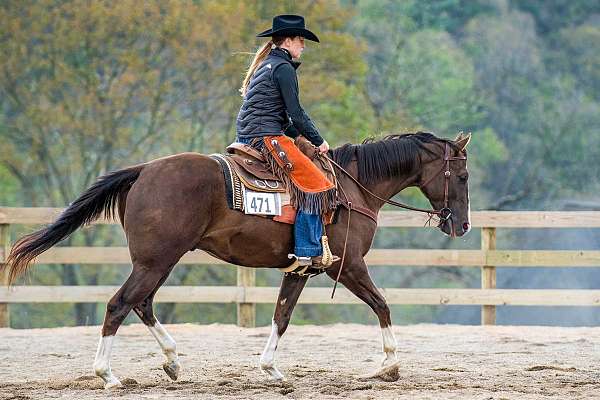 all-around-quarter-horse