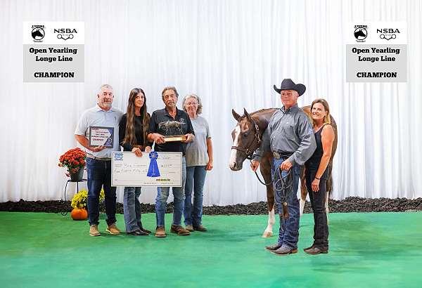 double-registered-quarter-horse