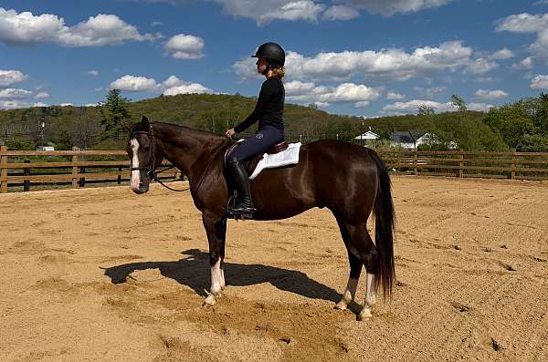 equitation-quarter-horse