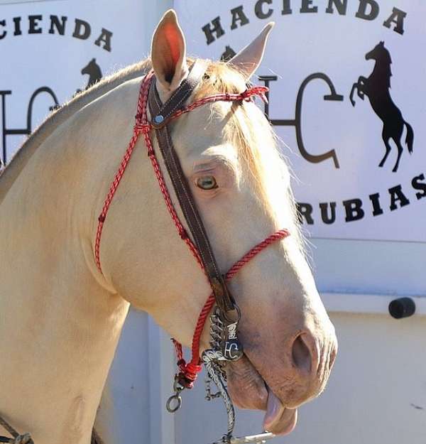 perlino-stallion-trail-horse