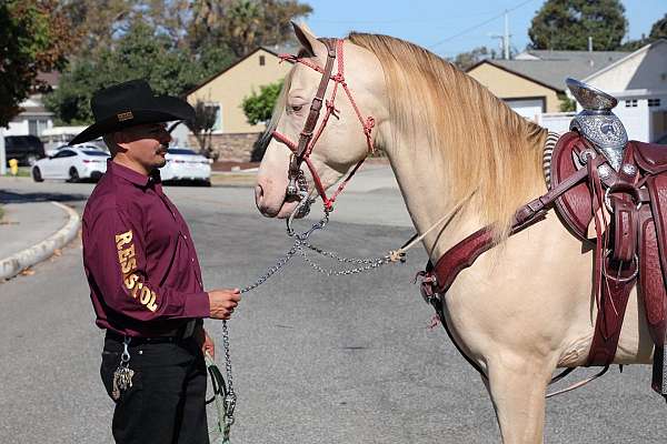 perlino-andalusian-quarter-horse-stallion