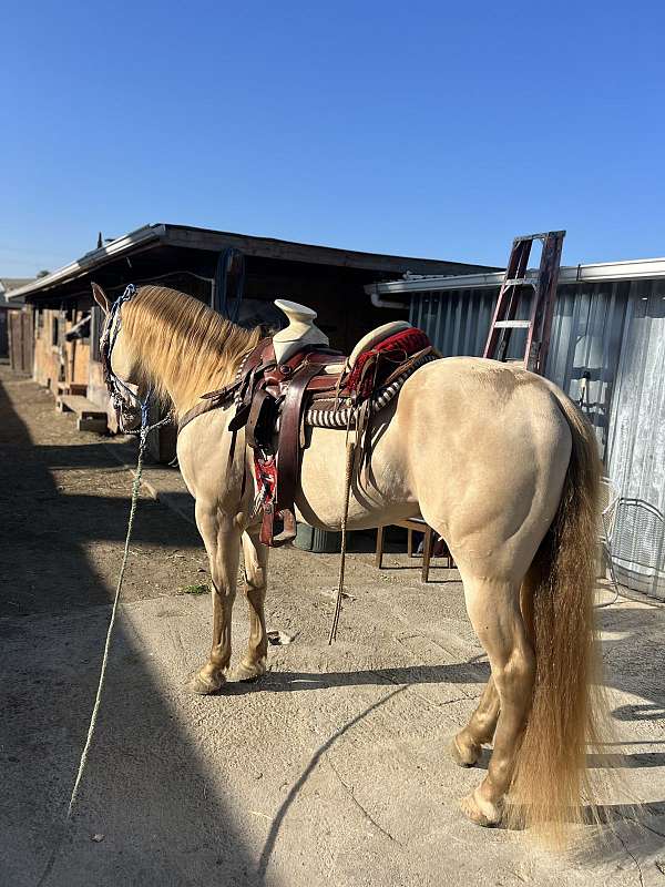 stallion-trail-andalusian-quarter-horse