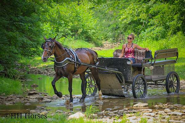 all-around-haflinger-horse