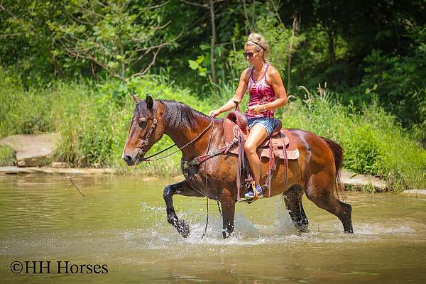 beginner-haflinger-horse