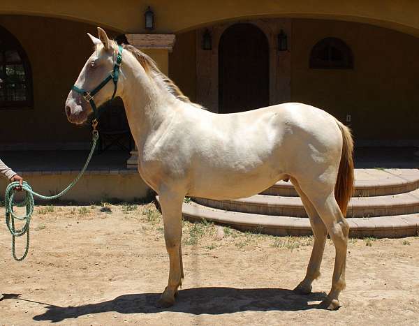 blue-eyes-andalusian-horse