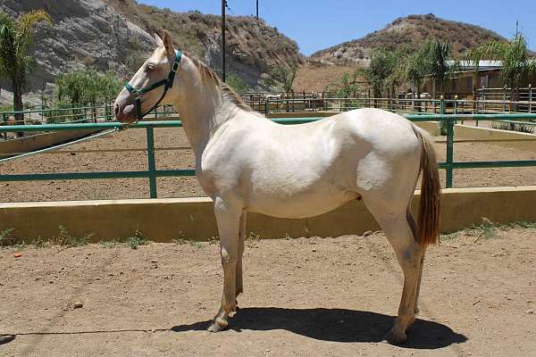 perlino-andalusian-horse