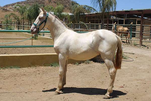 colt-andalusian-horse