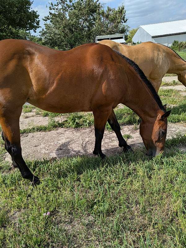 star-left-hind-pastern-white-horse