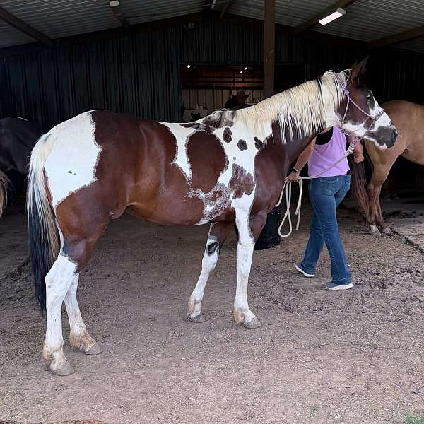 calf-paint-pony