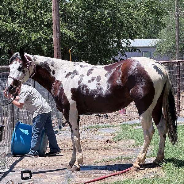 day-work-paint-pony