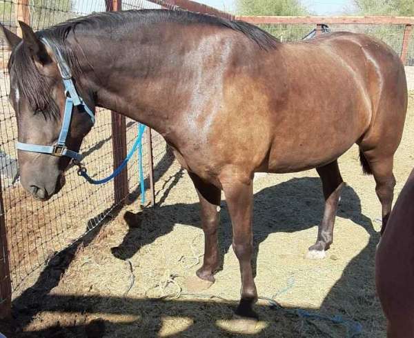 left-rear-ring-horse