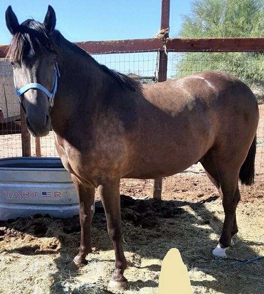 right-rear-half-ring-horse