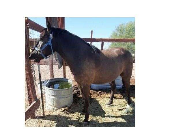 bay-left-rear-ring-horse