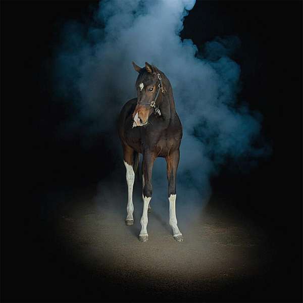 bay-paint-yearling