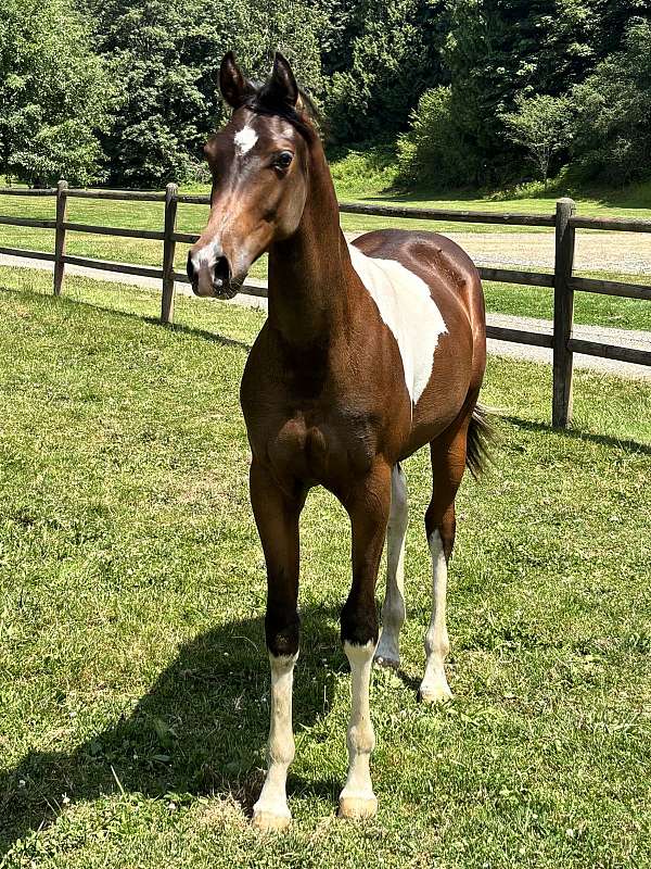tobiano-arabian-yearling