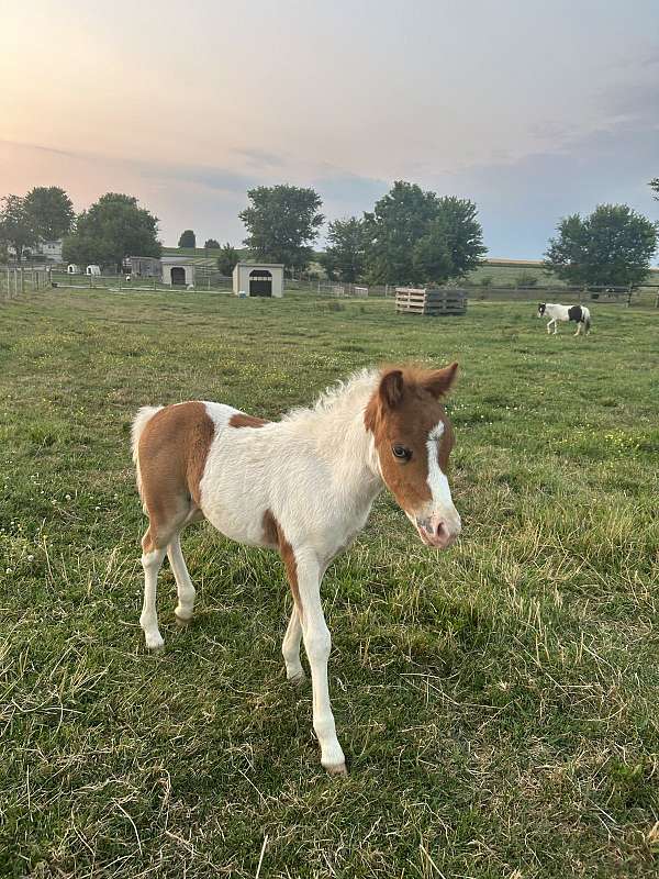 halter-trained-filly-foal