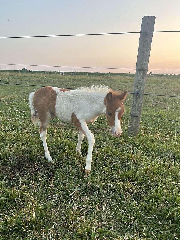 blue-eyed-miniature-horse