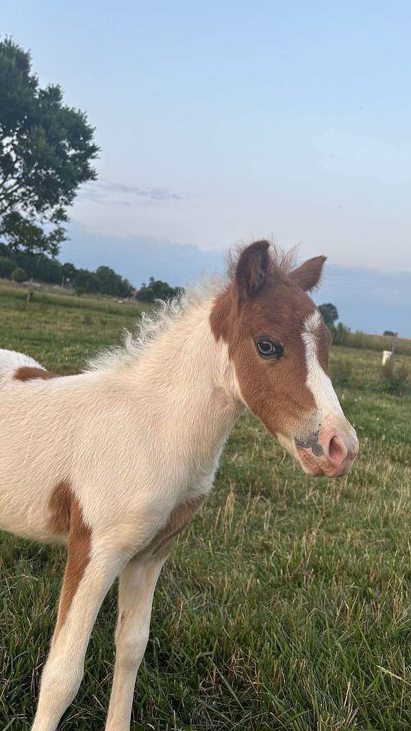 flashy-miniature-horse