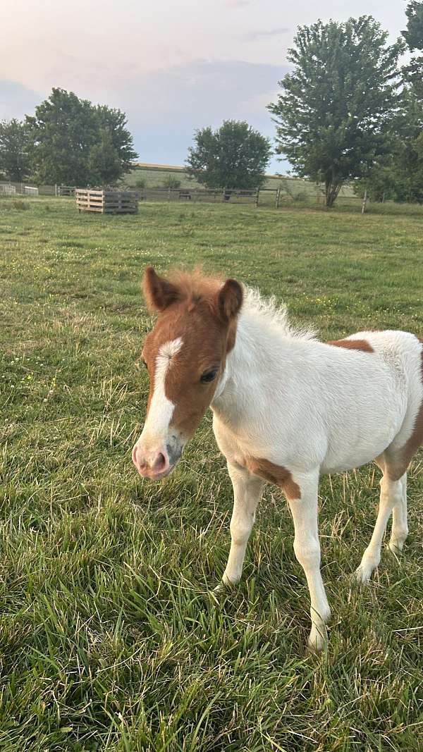 kid-safe-miniature-horse