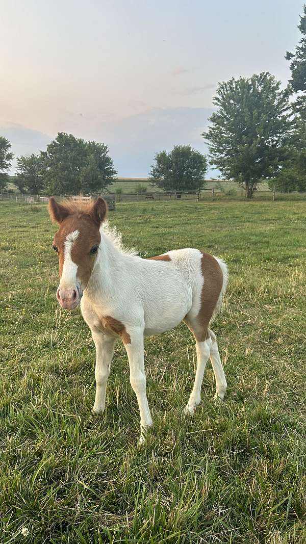 blue-eyed-filly
