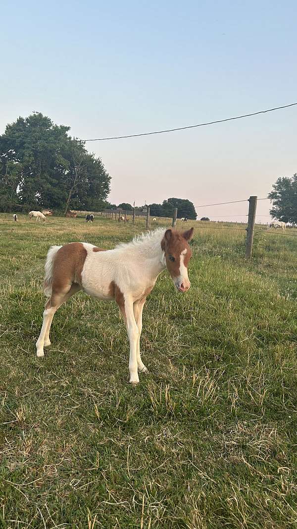 flashy-filly