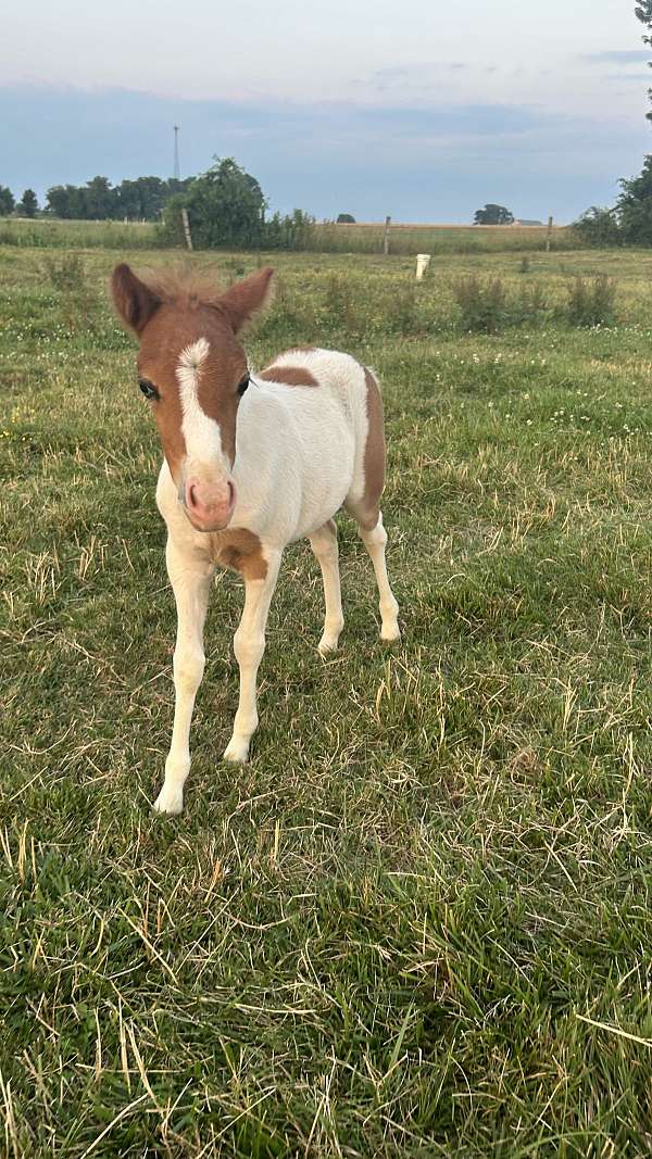kid-safe-filly