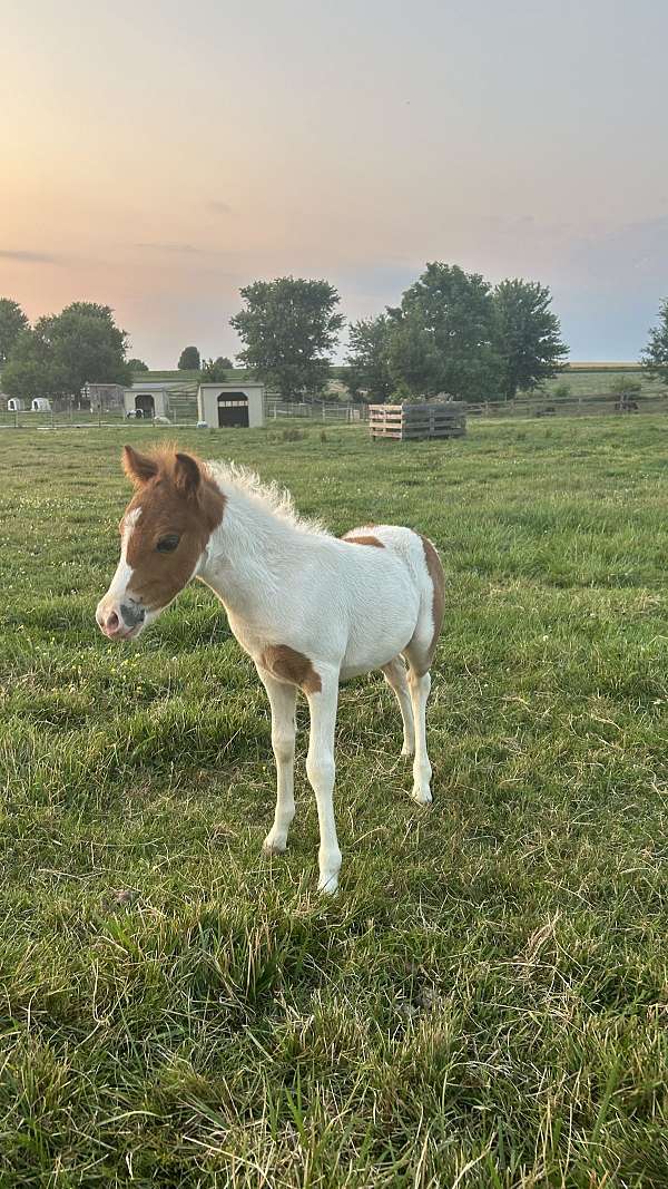 blue-eyed-horse