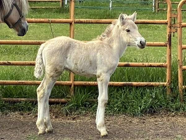 14-hand-fjord-filly
