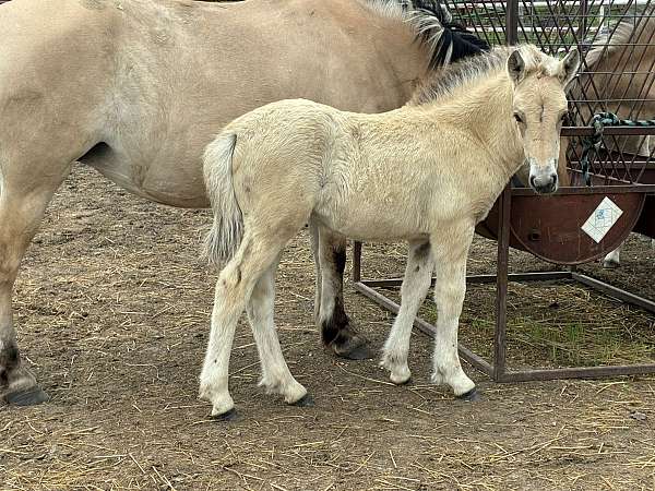 athletic-fjord-horse