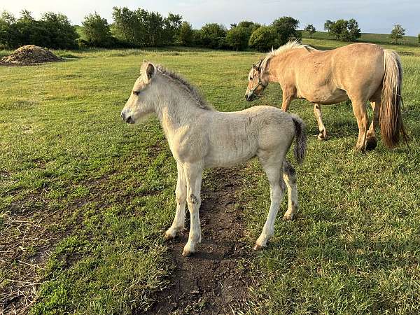 breeding-fjord-horse