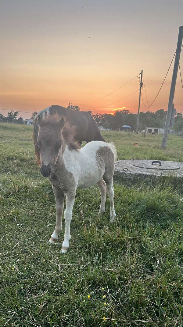 flashy-kid-safe-colt