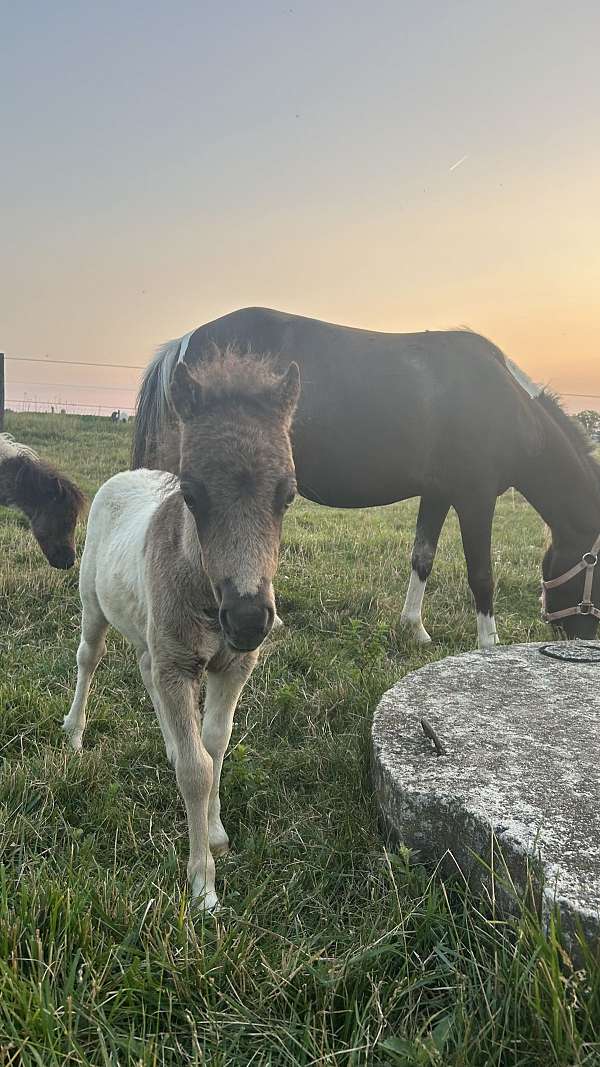 flashy-kid-safe-horse