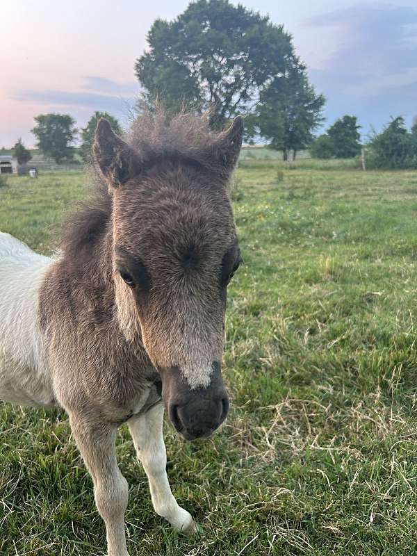 flashy-kid-safe-miniature-horse