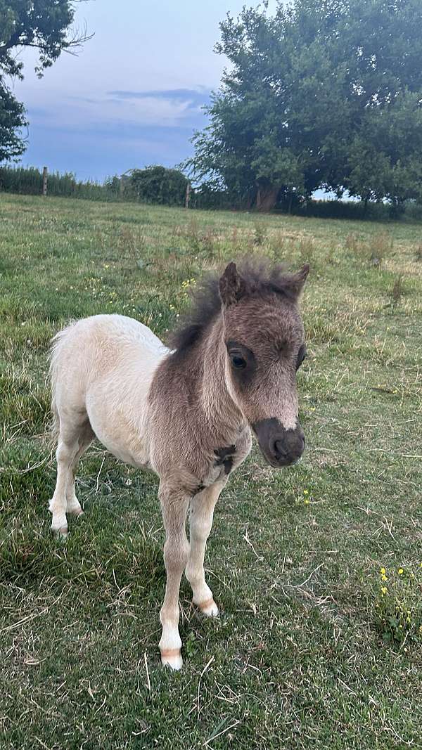 6-hand-miniature-horse