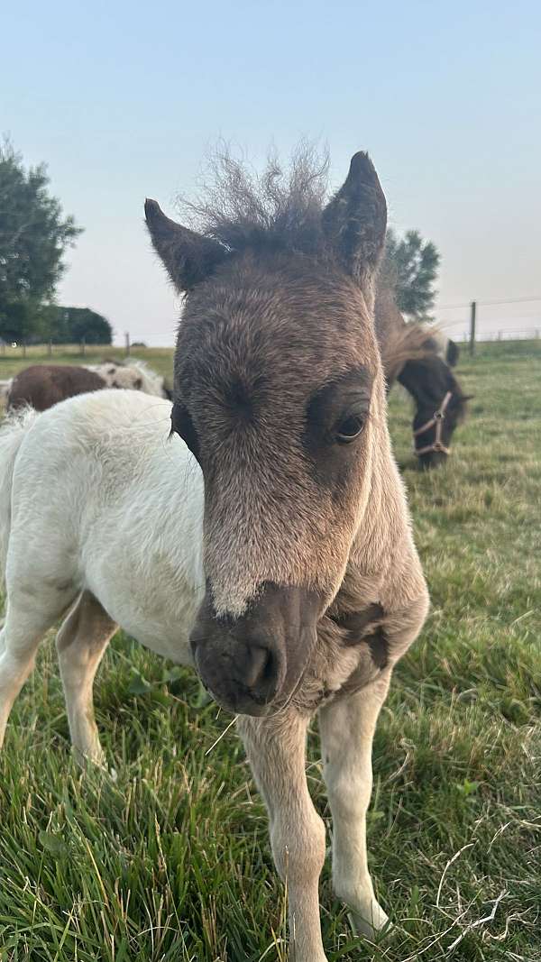 miniature-colt