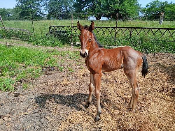 all-around-quarter-horse