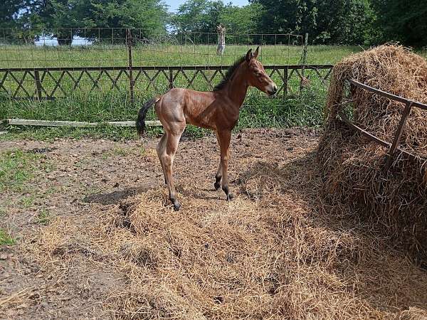 athletic-quarter-horse