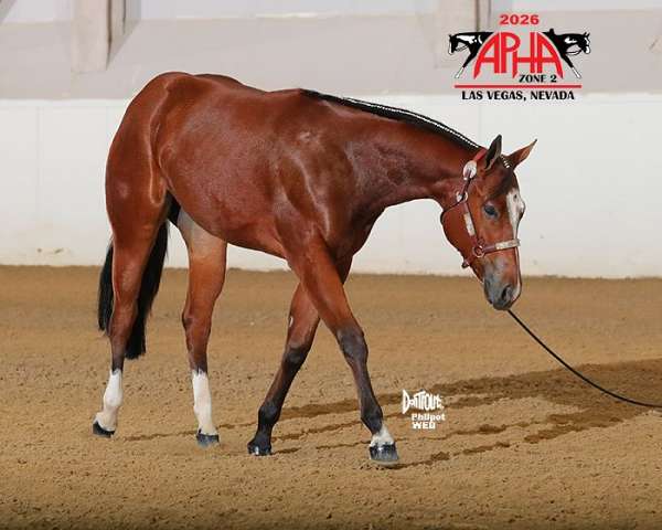 quarter-horse-for-sale