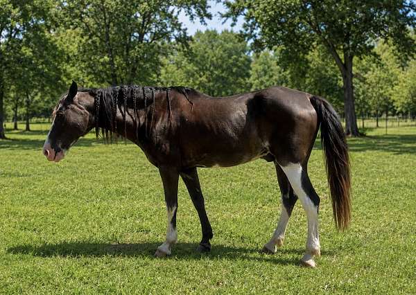 all-around-paint-horse