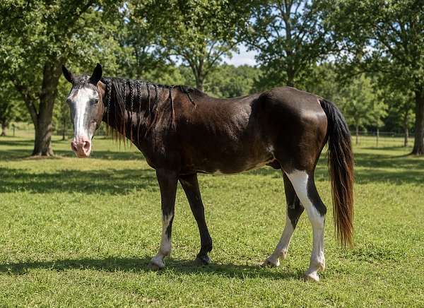beginner-paint-horse