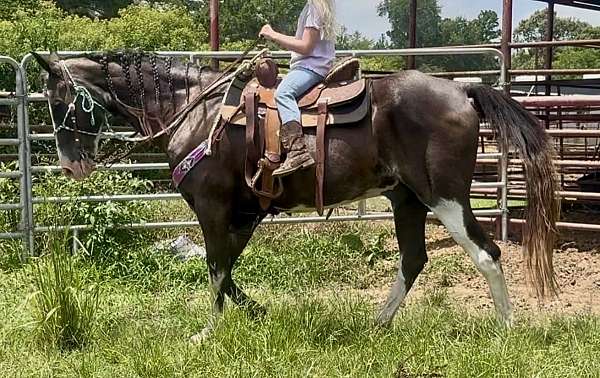 riding-lessons-gelding