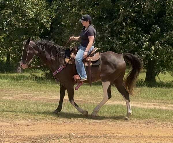 beginner-novice-paint-horse