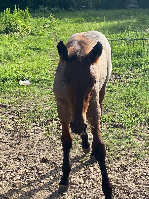 therapy-belgian-horse