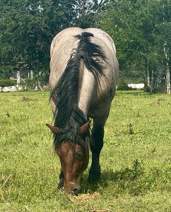 breeding-belgian-horse