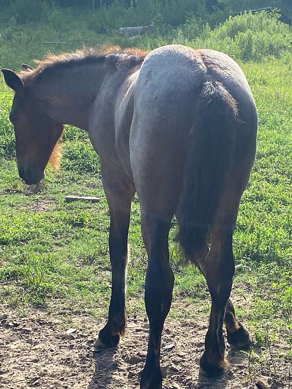 beginner-belgian-horse